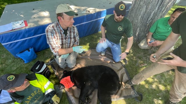 Bear safety tips: What to do after black bear sightings in southern Michigan
