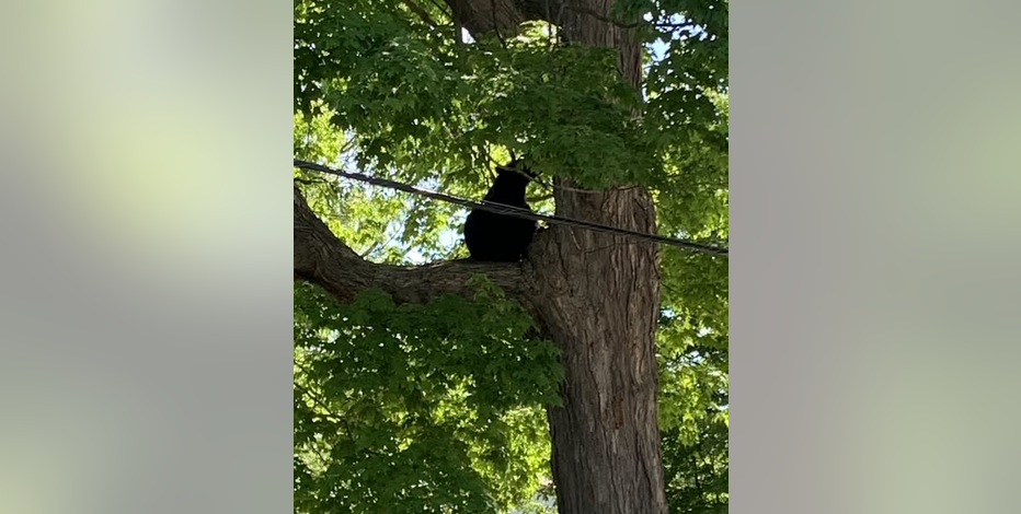 Another Michigan black bear sighting - this time in a Mt. Pleasant tree