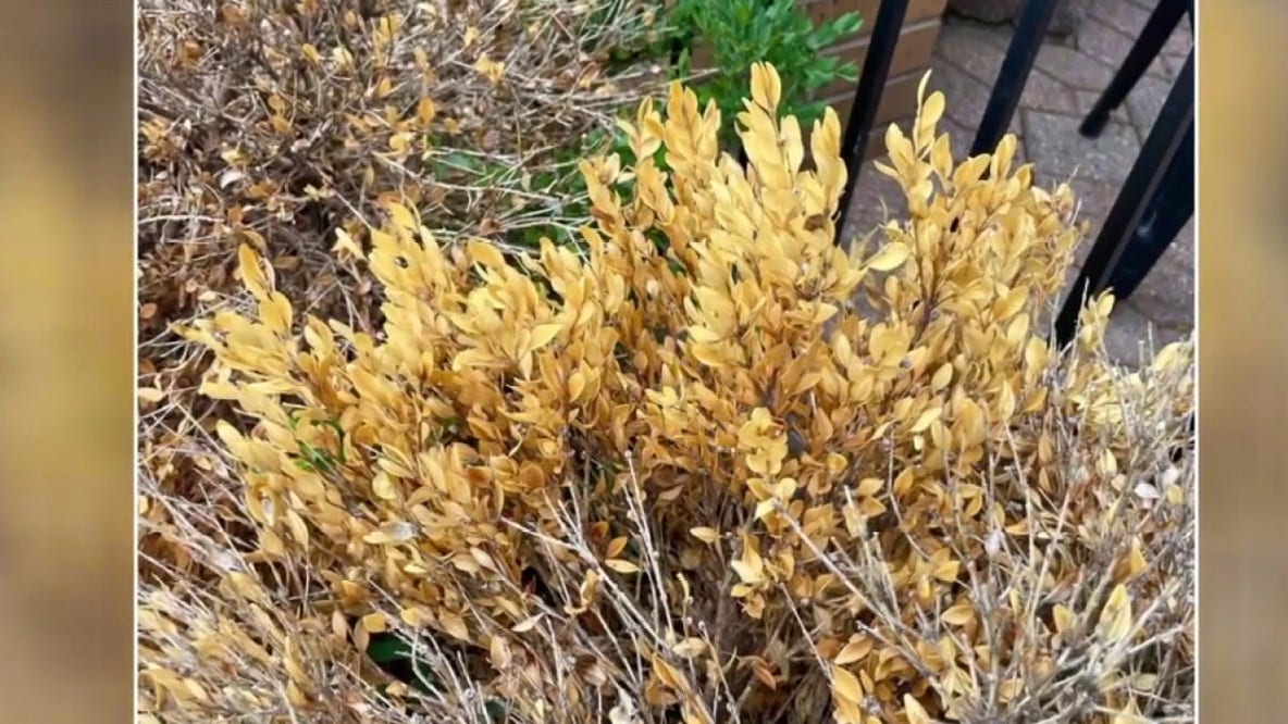 'Pandora's box has been opened': Disease, pests eviscerating Michigan boxwoods