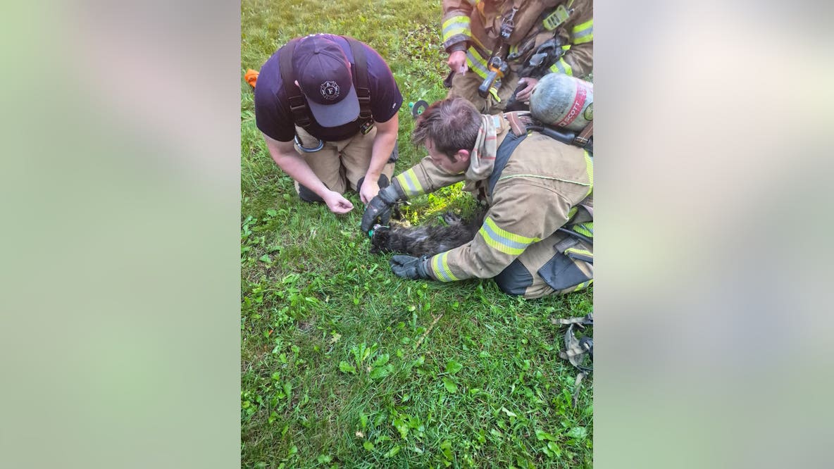 Cat rescued by Rochester Hills firefighters during house fire