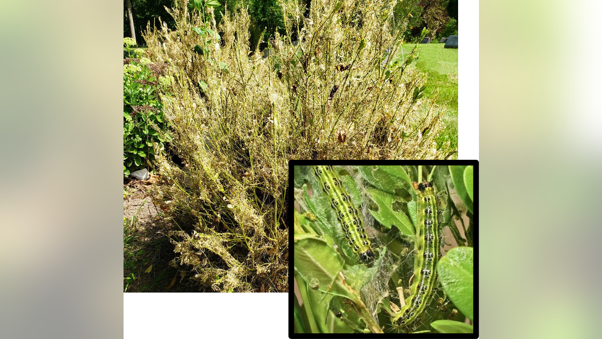 Michigan's boxwood problem getting worse as invasive moth spreads north