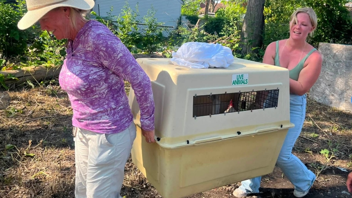 30 chickens stolen from nonprofit in Detroit recovered safe after tip