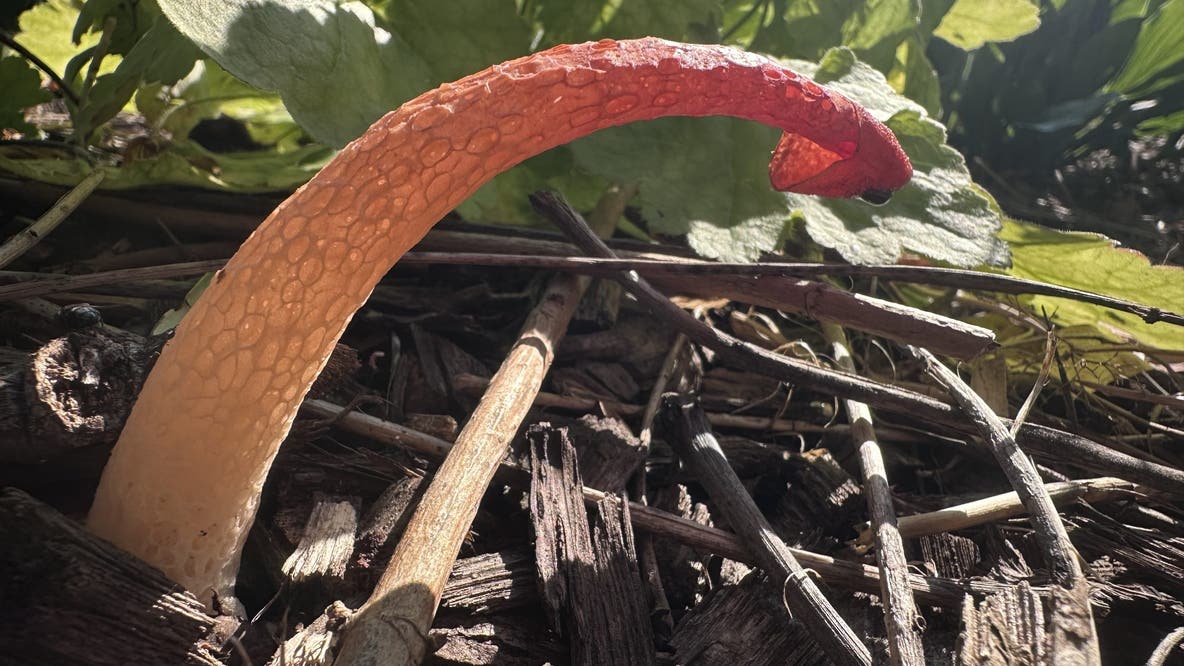 Why Michiganders might see this freaky mushroom growing in their yard