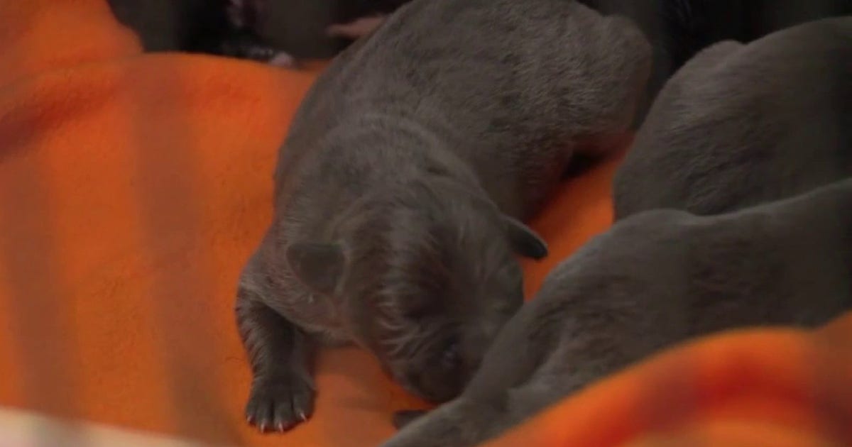 Dog and litter of puppies rescued in Detroit after being left out in the heat