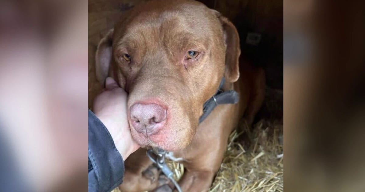 Detroit rescue group outraged over two dogs dying of suspected heatstroke