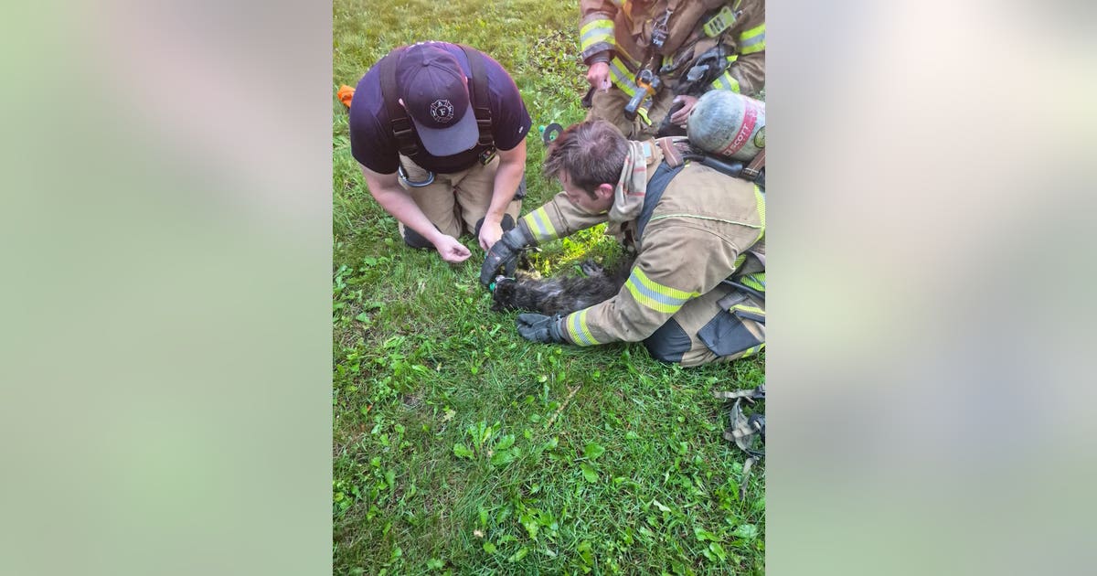 Cat rescued by Rochester Hills firefighters during house fire