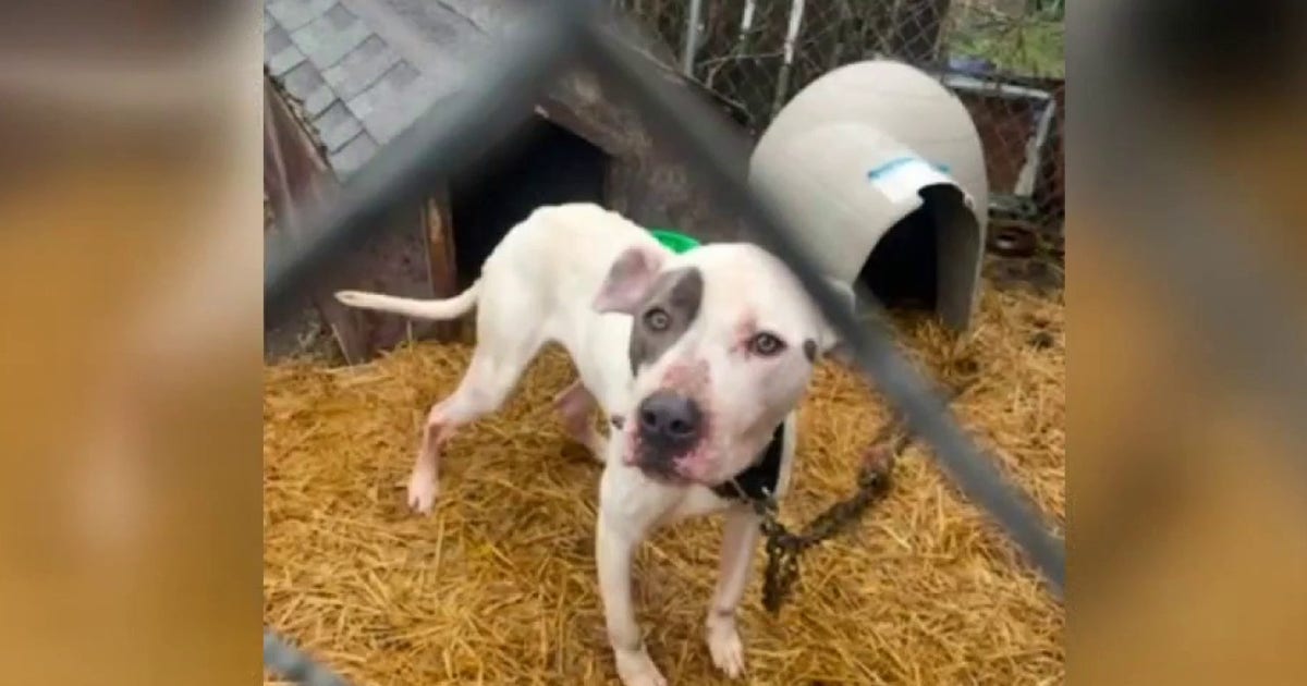 Detroit Animal Care and Control under fire after returning dogs to troubled owners