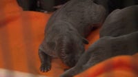 Dog and litter of puppies rescued in Detroit after being left out in the heat