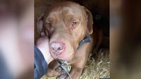 Detroit rescue group outraged over two dogs dying of suspected heatstroke