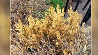 'Pandora's box has been opened': Disease, pests eviscerating Michigan boxwoods