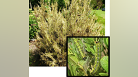 Michigan's boxwood problem is getting worse