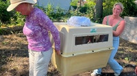 30 chickens stolen from nonprofit in Detroit recovered safe after tip