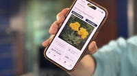 U-M Herbarium launches plant identification app that doesn't need WiFi to work