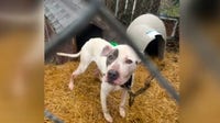 Detroit Animal Care and Control under fire after returning dogs to troubled owners
