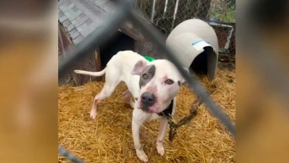 Detroit Animal Care and Control under fire after returning dogs to troubled owners