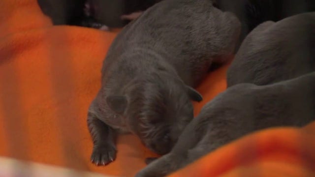 Dog and litter of puppies rescued in Detroit after being left out in the heat