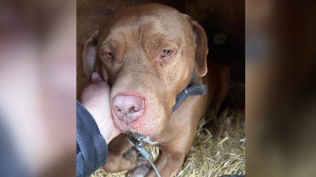 Detroit rescue group outraged over two dogs dying of suspected heatstroke