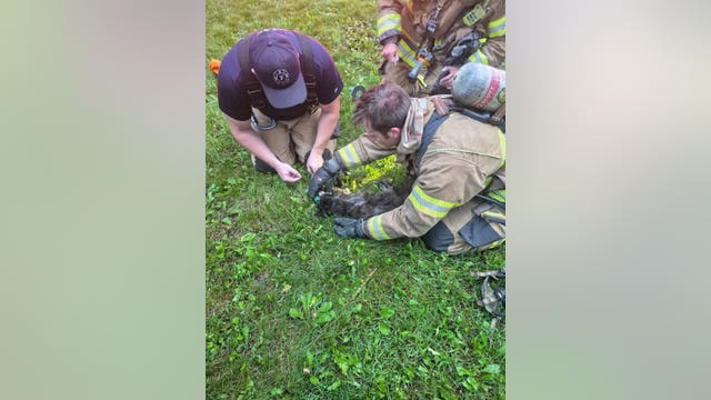 Cat rescued by Rochester Hills firefighters during house fire