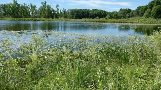 DNR land auction includes riverfront property, forested parcels up for grabs
