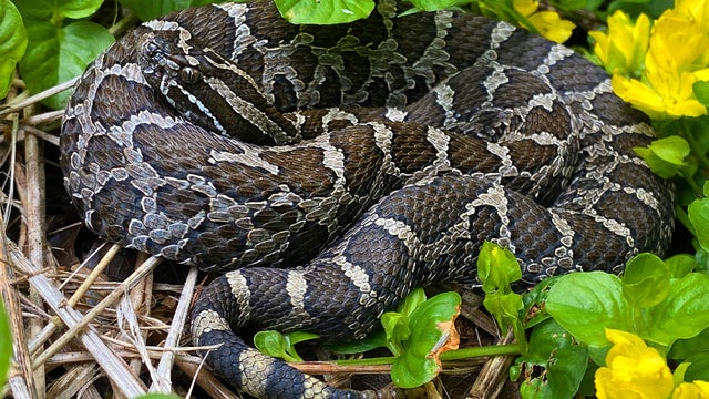 Eastern massasauga rattlesnake bite hospitalizes Oakland County man