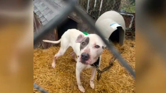 Detroit Animal Care and Control under fire after returning dogs to troubled owners