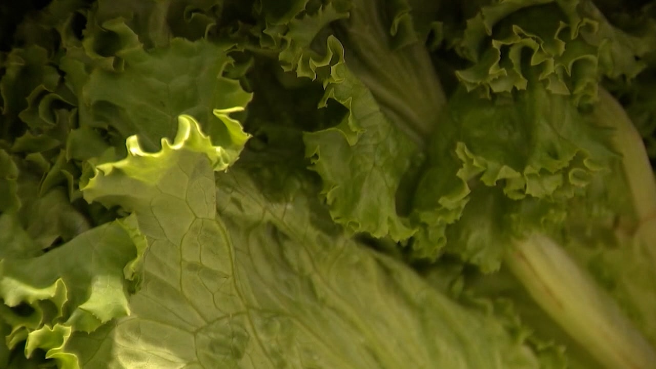 Cyclosporiasis in Michigan: Cases declining, lettuce guidance lifted