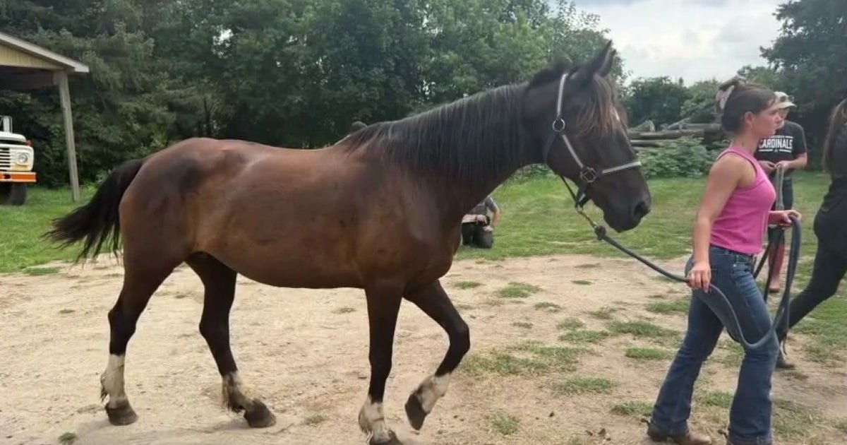 38 horses seized from Milford Trail Ride company amid animal cruelty investigation