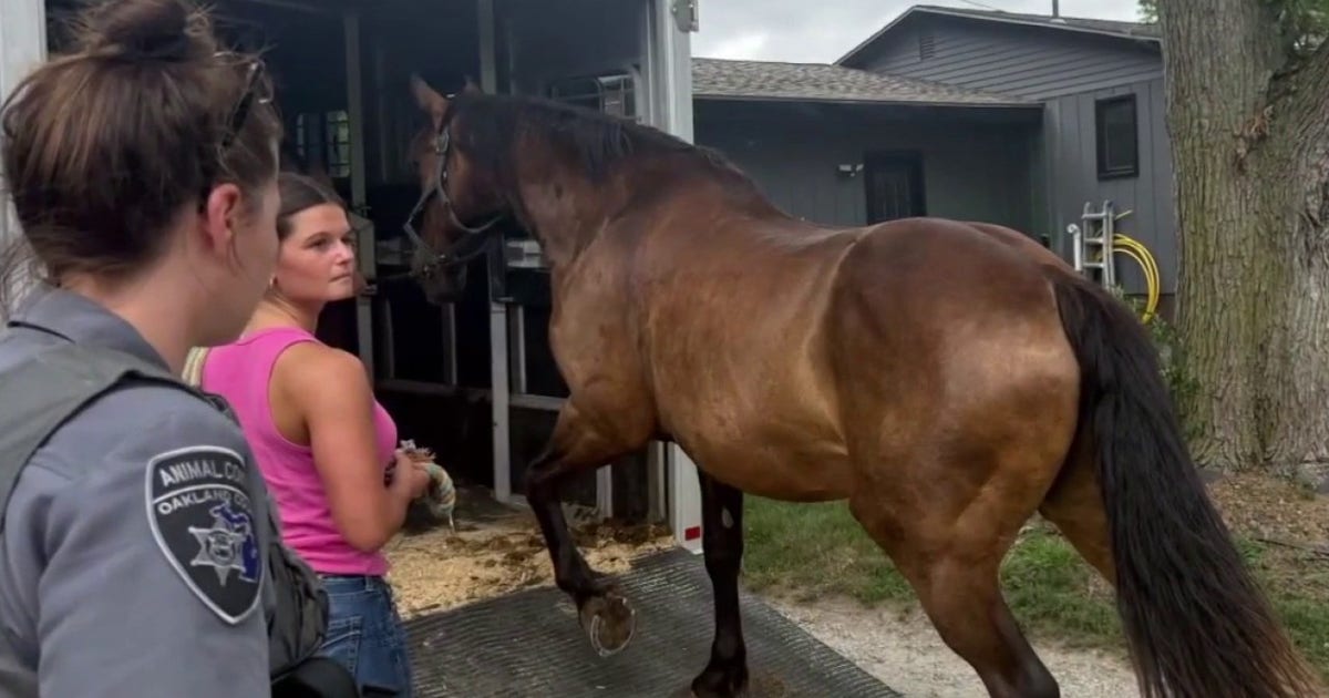 Milford horse farm owner fights seizure of 37 horses by Oakland County Animal Control