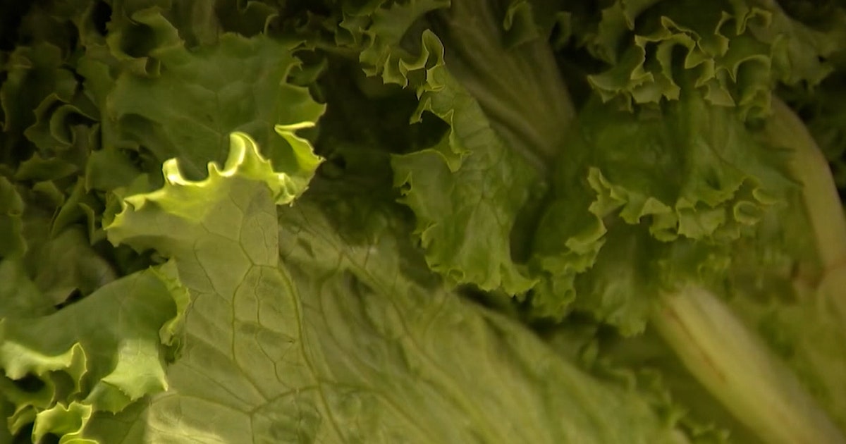 Cyclosporiasis cases declining in Michigan, lettuce guidance lifted