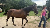 38 horses seized from Milford Trail Ride company amid animal cruelty investigation