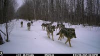 What a network of cameras tells us about Michigan's wolves
