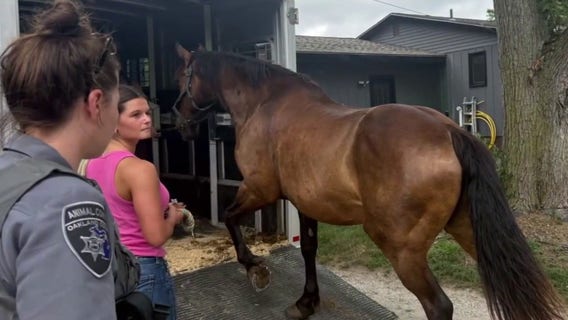 Milford horse farm owner fights seizure of 37 horses by Oakland County Animal Control