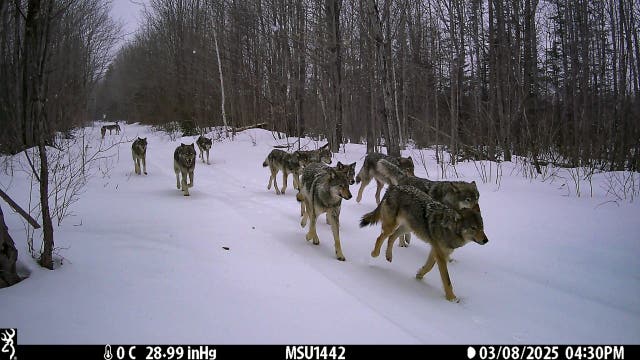 Michigan wolf populations tracked with remote cameras placed around Upper Peninsula