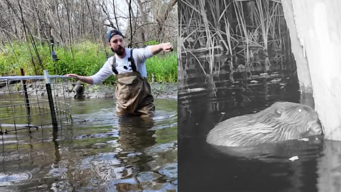 Michigan's first 'beaver deceiver' solves the dam problem without removing the critter