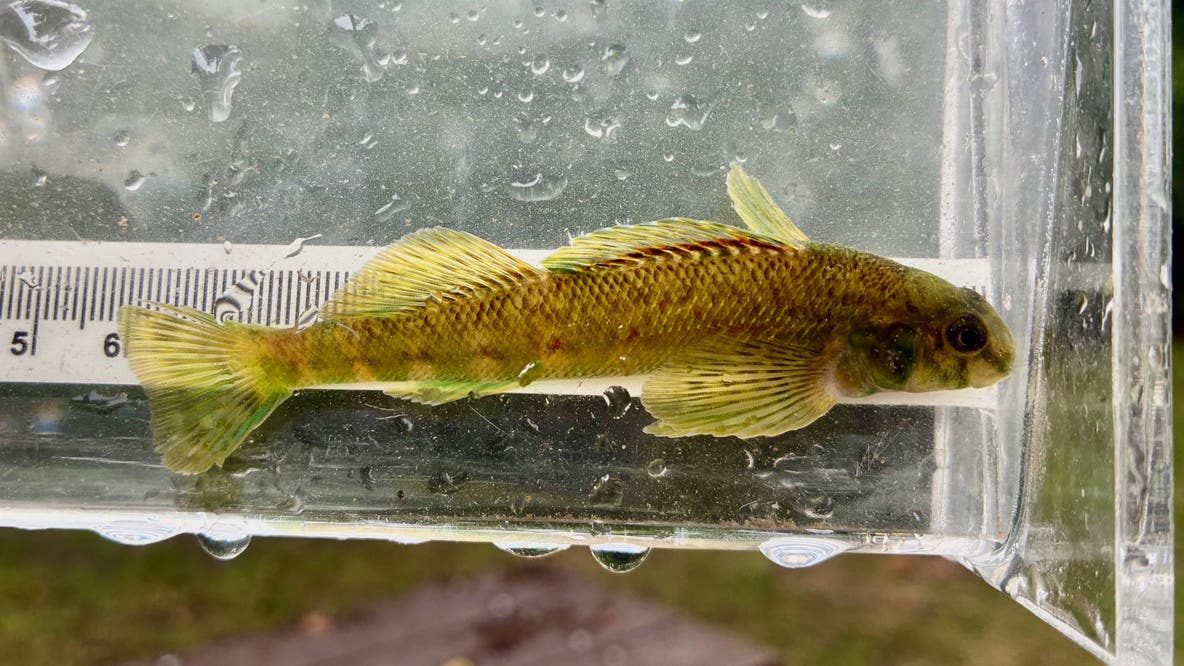 Fish surveyors make historic find in Rouge River