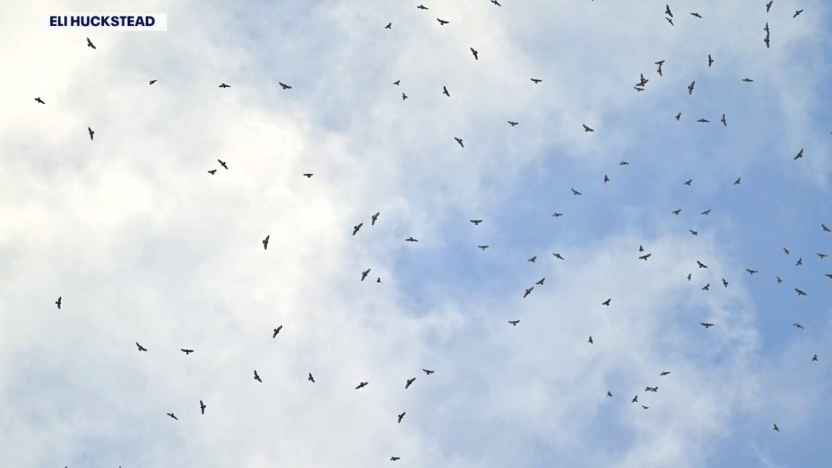 'Prime time for our birds': Tens of thousands of hawks pass over Detroit River