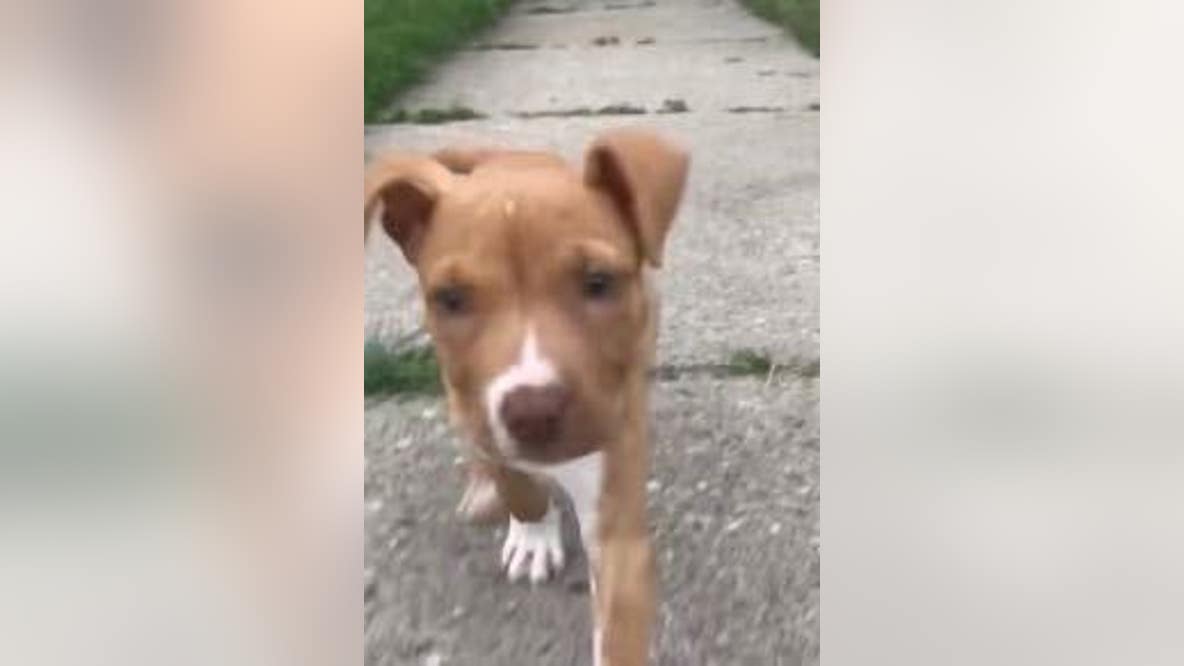Detroit family blasts DTE for allegedly not prioritizing downed power line that killed dog