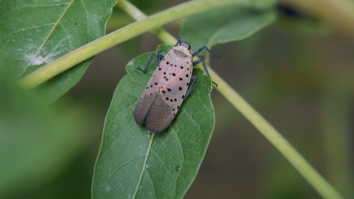 Spotted Lanternfly infestation grows in Michigan after Berrien County confirmation