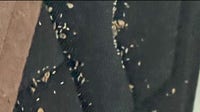 Harper Woods senior housing complex allegedly infested with bed bugs, residents say