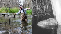 Michigan's first 'beaver deceiver' solves the dam problem without removing the critter