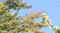Fall colors may be muted due to hot, dry summer