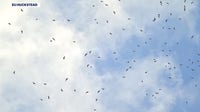 'Prime time for our birds': Tens of thousands of hawks pass over Detroit River
