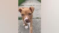 Detroit family blasts DTE for allegedly not prioritizing downed power line that killed dog