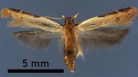 Invasive moth new to US intercepted at Detroit airport