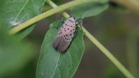 Squish it! Spotted Lanternfly infestation growing in Michigan