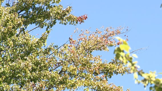 When will leaves change in Michigan? Fall colors forecast