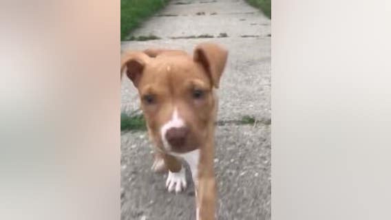 Detroit family blasts DTE for allegedly not prioritizing downed power line that killed dog