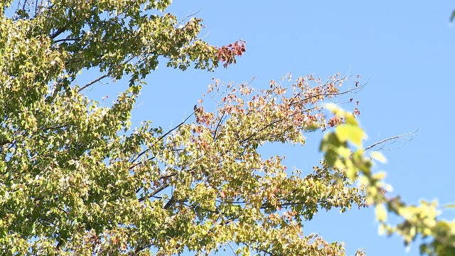 When will leaves change in Michigan? Fall colors forecast