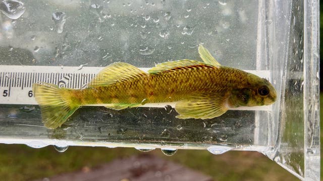 Historic fish discovery in Rouge River after species disappeared over 100 years ago