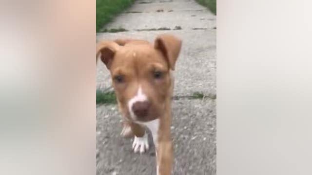 Detroit family blasts DTE for allegedly not prioritizing downed power line that killed dog